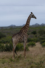 Fototapeta premium Southern Giraffe Standing in Sabi Sands Savannah