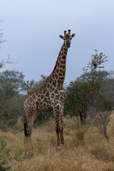 Obraz premium South African Giraffe Standing Alert in Kruger National Park