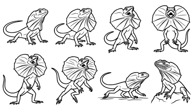 Set of frilled lizard illustrations in aggressive and natural poses showing the iconic neck frill for wildlife education or nature-themed graphic design projects