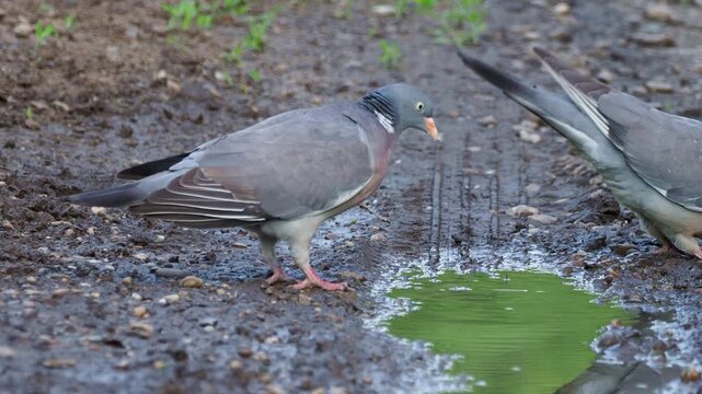 A pair of common wood pigeons (Columba palumbus), with the male performs a courtship display