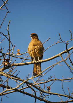 Tiuque or Chimango perched on the branches of a tree