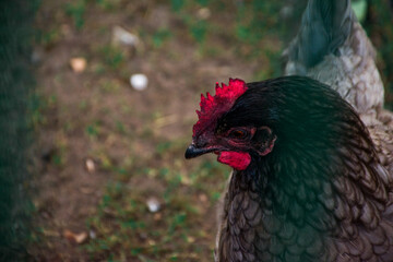 Close-up profile portrait of a domestic hen with black and brown feathers, bright red comb and wattles. Natural farm setting with shallow depth of field and soft blurred background. © Вікторія Оленич