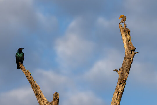 Cape Glossy Starling and Weaver Perched in Sabi Sands