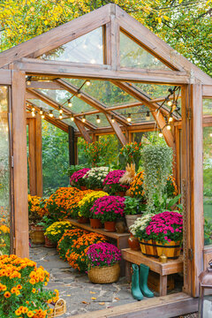 Beautiful wooden greenhouse filled with blooming chrysanthemums in vivid autumn colors surrounded by golden, yellow fall leaves and natural garden path. Gardening, plant breeding, decorative garden