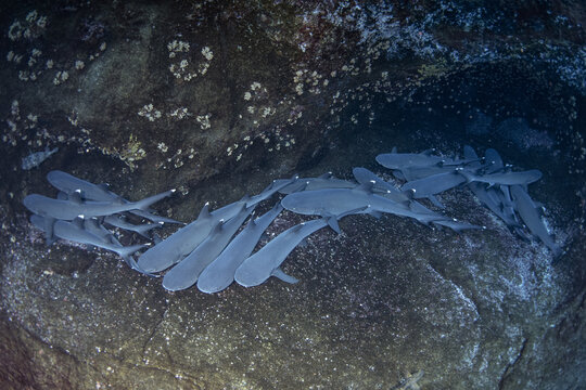 Colima, Mexico - 23 January 2020: View of white-tip reef sharks resting on the rocky seabed near Socorro Island, with their distinct white-tipped fins visible underwater.