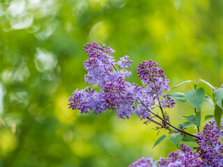 Obraz premium Pink Blooming Lilac Flowers in spring with blured background