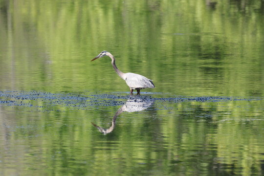 great blue huron