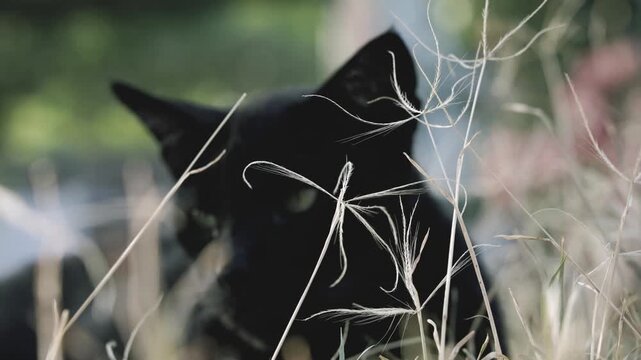 Black Panther Cat Hiding in Tall Wild Grass With Green Eyes and Natural Background