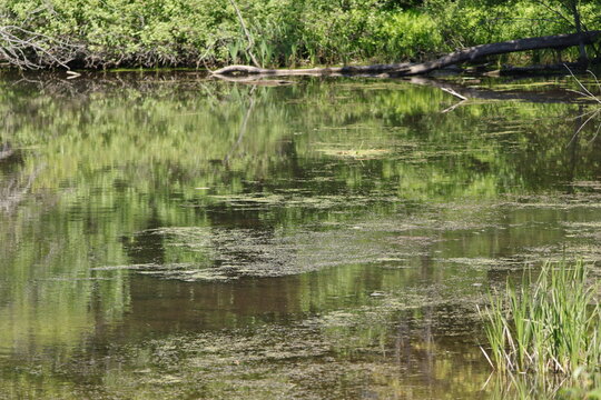 reeds in the water