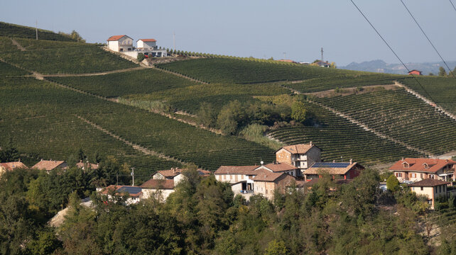 landscapes of the Langhe in Piedmont with vineyards during summer before autumn and the harvest near Alba and Barolo
