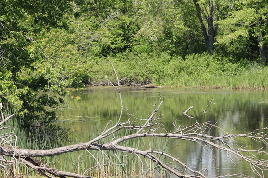 river in the forest