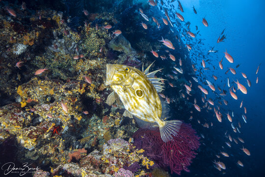 Vis, Split-Dalmatia County, Croatia - 16 July 2021: View of a John Dory fish swimming near a vibrant coral reef with colorful sponges and a school of small fish in the Adriatic Sea.