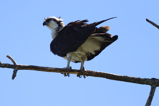 vulture on a branch