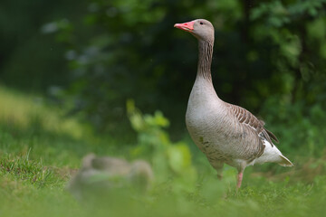 Gęgawa, gęś gęgawa, (Anser anser) greylag goose © Bartosz Rakoczy
