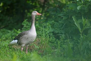 Gęgawa, gęś gęgawa, (Anser anser) greylag goose © Bartosz Rakoczy