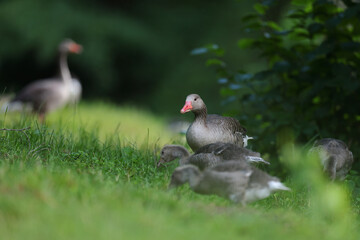 Gęgawa, gęś gęgawa, (Anser anser) greylag goose © Bartosz Rakoczy