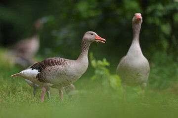 Gęgawa, gęś gęgawa, (Anser anser) greylag goose © Bartosz Rakoczy