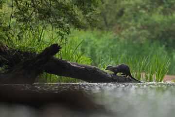 Wydra (Lutra lutra), otter © Bartosz Rakoczy