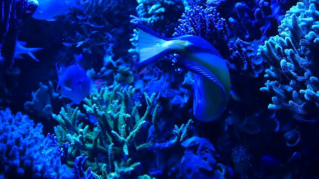 Paracanthurus hepatus Dori fish and other tropical aquarium fishes swimming in blue-lit aquarium with corals. Slow motion underwater footage video