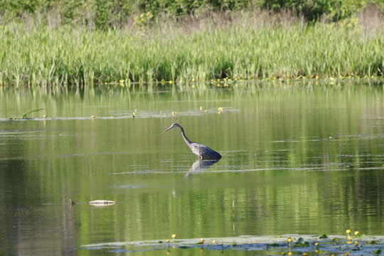 great blue heron