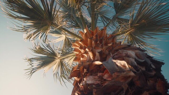 Tall palm tree stands against the blue sky with green fronds and a textured trunk during the bright afternoon light