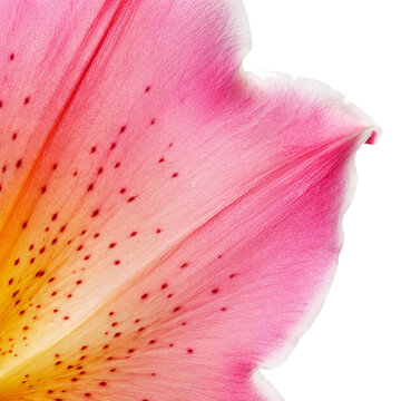 Pink Lily Petal Macro Background with Natural Speckles and Soft Floral Texture