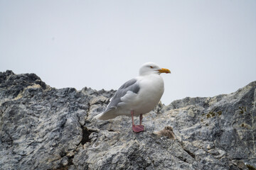 Fototapeta premium Glaucous gull (Larus hyperboreus) mother with chicks in Gnalodden, Svalbard, Norway