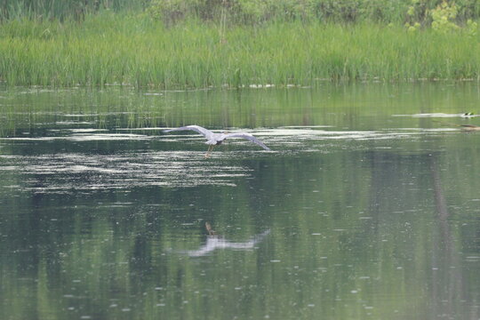 great huron taking off