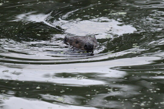 Muskrat in the water
