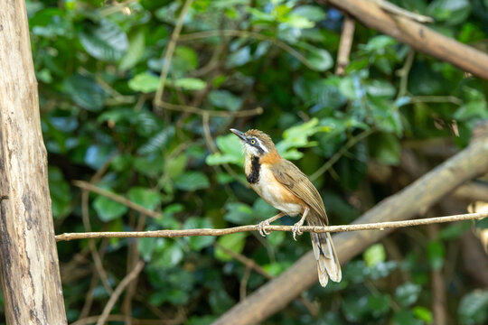 Necklaced Laughingthrush on a Branch