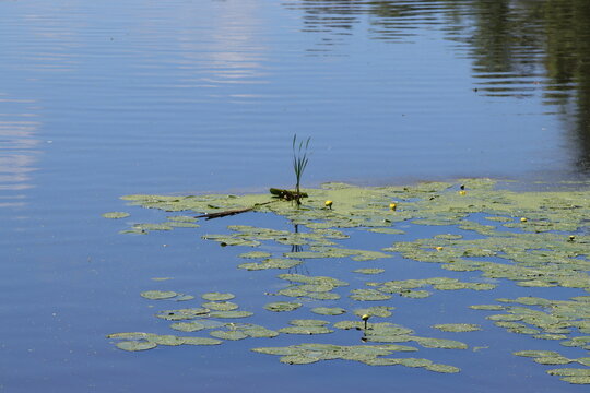 Lilly in a swamp
