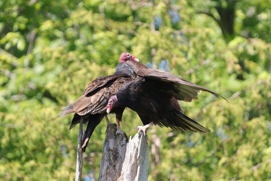 vulture in flight