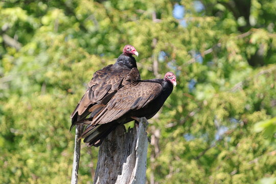 turkey vulture in the wild