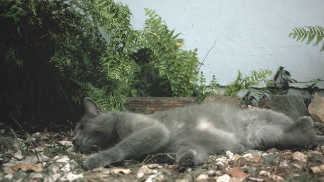 grey cat, gray cat, domestic cat, feline, pet, resting cat, sleepy cat, relaxed pet, outdoor cat, gray fur, soft fur, green eyes, cat portrait, lying down, rocky ground, pebbles, gravel, dry leaves, g