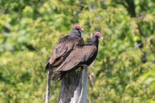 two vultures perched