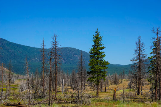 Inland Northern California mountains with trees