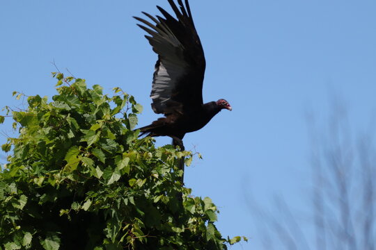 vulture taking off