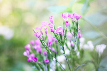 Fototapeta premium 淡い緑の背景とピンクの草花