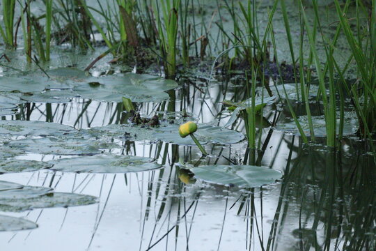 lone flower on a pond