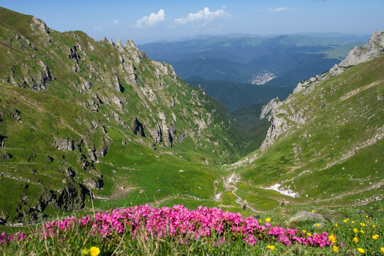 alpine meadow with flowers, Deer Valley, Bucegi Mountains, Romania 