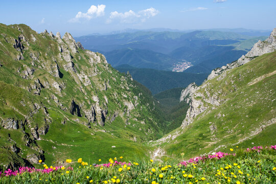 alpine meadow with flowers, Deer Valley, Bucegi Mountains, Romania 