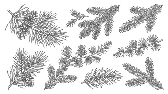 Artistic set of hand drawn Christmas plant and botanical element featuring holly berry mistletoe pine cone and fir branch in vintage ink sketch style isolated on white background