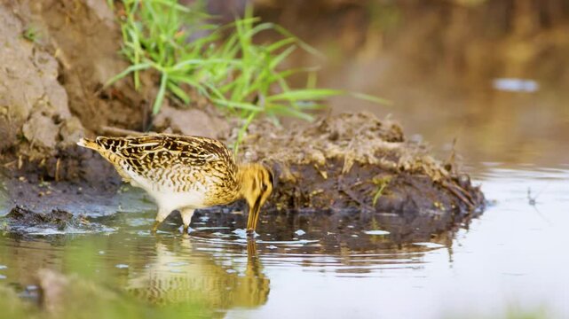 Common snipe, also known as Gallinago gallinago in wetland and marsh at Chobe National Park, Botswana, South Africa. 