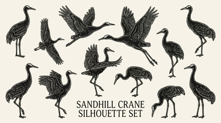 Naklejka premium Comprehensive set of twenty sandhill crane silhouettes displaying diverse avian poses including flight, foraging, and dancing, perfect for wildlife graphic design and nature projects