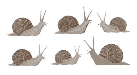 Six Garden Snails Crawling on White Background, Close-up © Gori