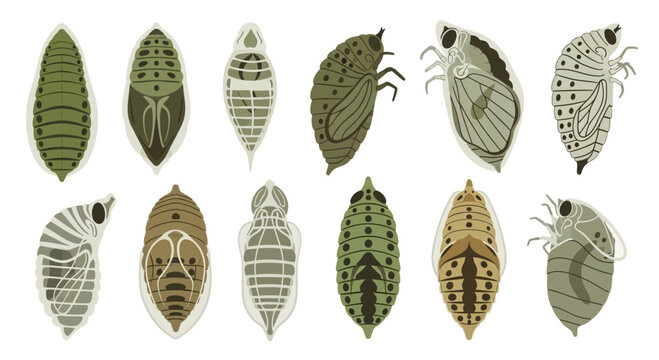 Set of Insect Pupae and Chrysalis Illustrations