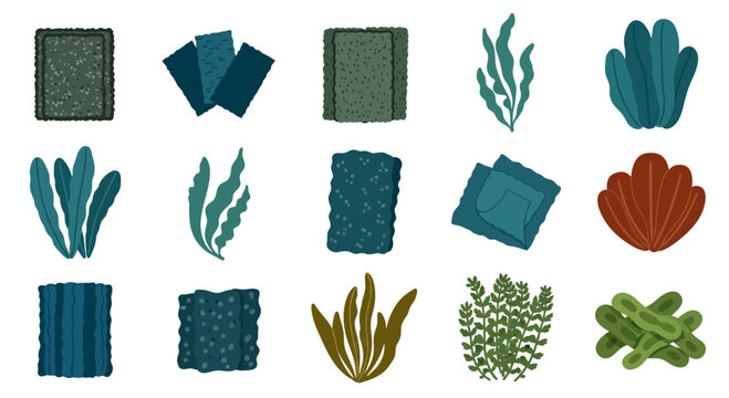 Set of various seaweeds and algae, flat design, isolated on white background