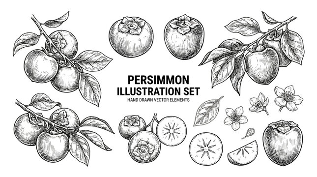 Set of hand drawn organic persimmon botanical design elements featuring branch, whole orange fruit, healthy slices, and green leaf isolated on white background for kitchen decor.