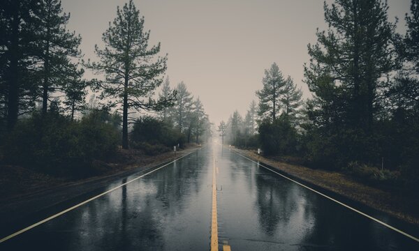 Rainy Forest Road Through Pine Trees