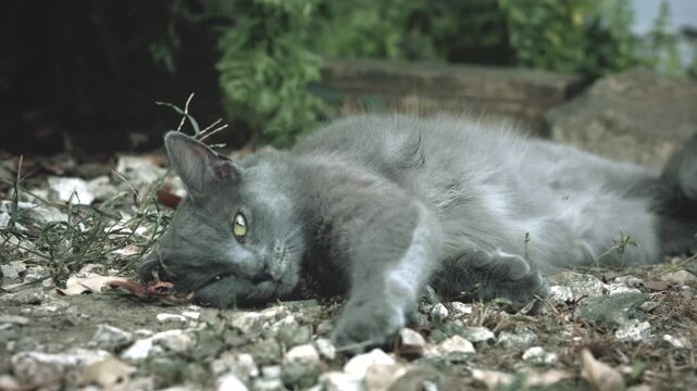 grey cat, gray cat, domestic cat, feline, pet, green eyes, resting cat, sleepy cat, relaxed pet, outdoor cat, gray fur, soft fur, whiskers, cat face, lying down, pebbles, gravel, dry leaf, natural lig